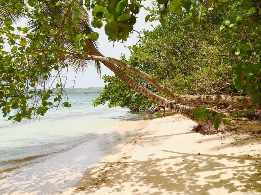Katalea - Blue Dream, Plage, Piscine, Bar Grand-Bourg (Marie Galante) Exteriér fotografie